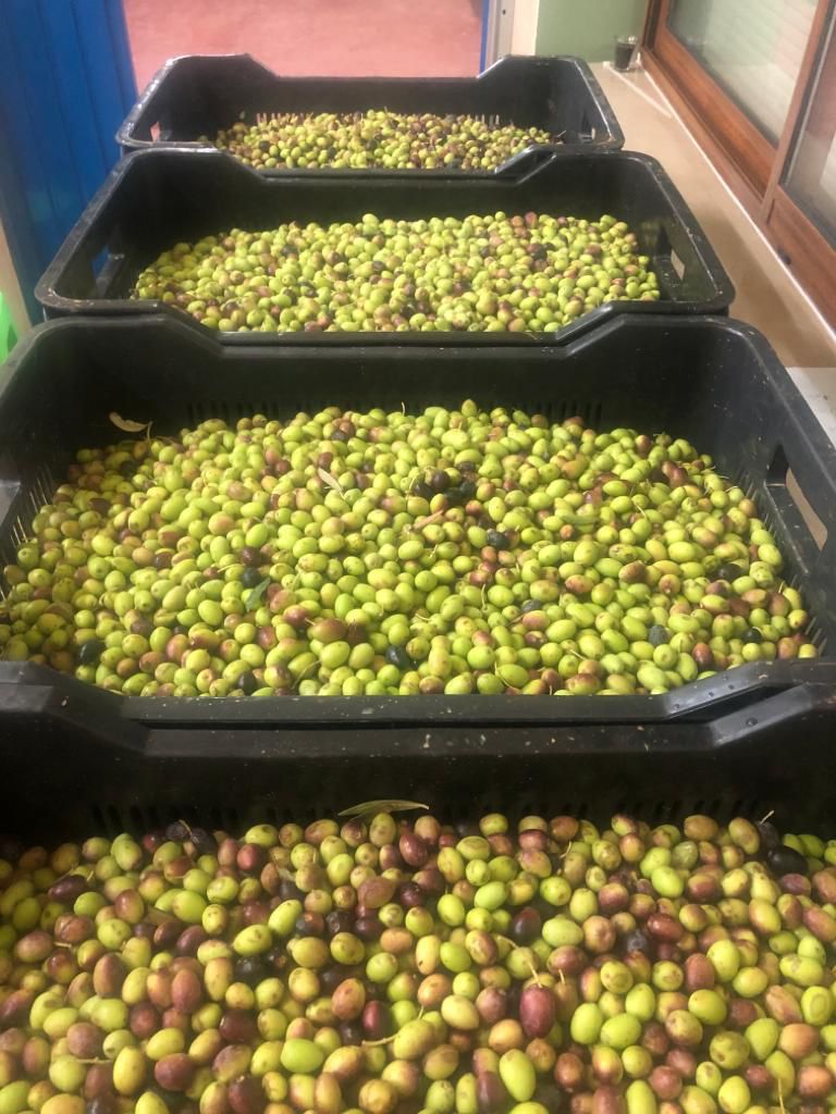 Freshly harvested Tunisian olives in crates for ARZAK Extra Virgin Olive Oil